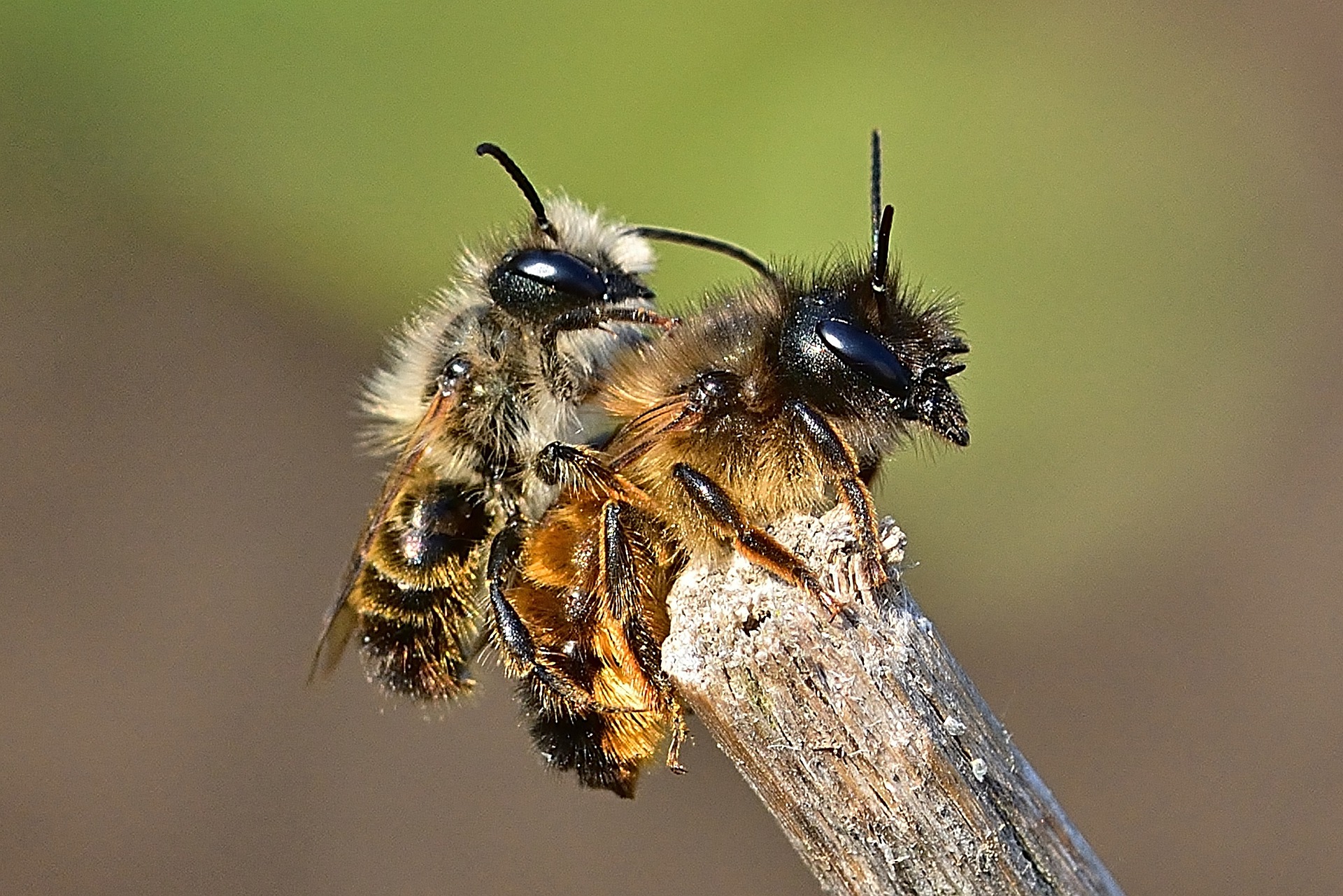 Die Wildbiene ... unverzichtbare Bestäuber. Die Wildbiene ... unverzichtbare Bestäuber.