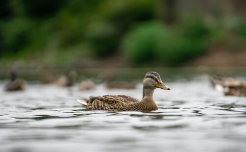 Eine Ente schwimmt im Wasser
