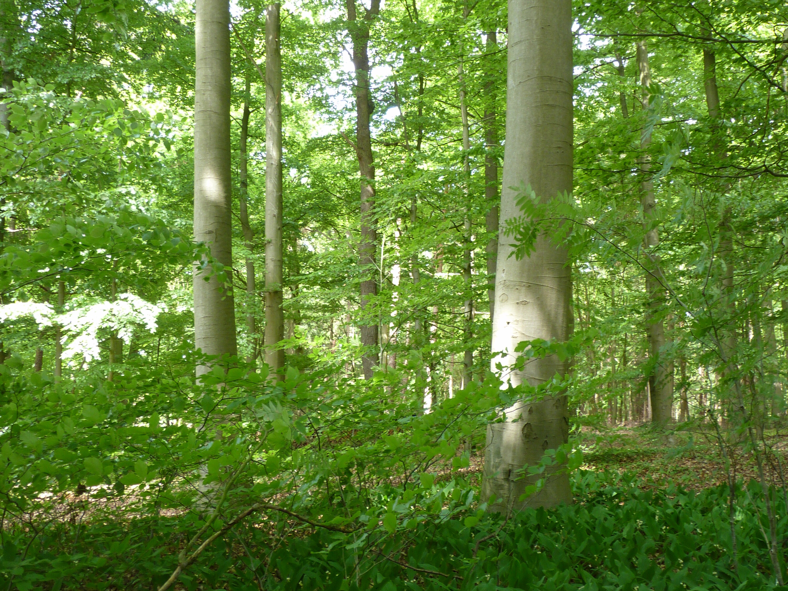 Buchenwald Buchenwald