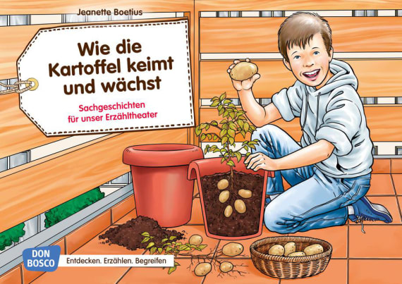 Wie die Kartoffel keimt und wächst Wie die Kartoffel keimt und wächst