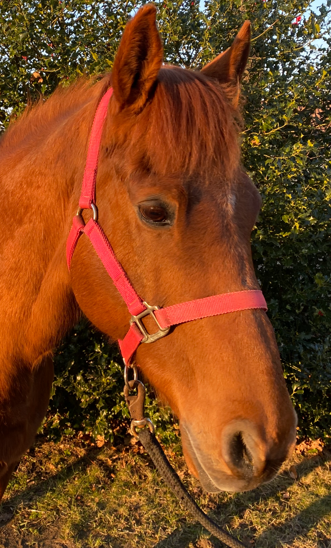 Vom Pferd ist auschließlich der Kop zu sehen, die Ohren sten hoch und das Pferd schaut auf den Boden. Vom Pferd ist auschließlich der Kop zu sehen, die Ohren sten hoch und das Pferd schaut auf den Boden.