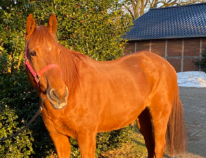 Ponteiro sucht ein Zuhause