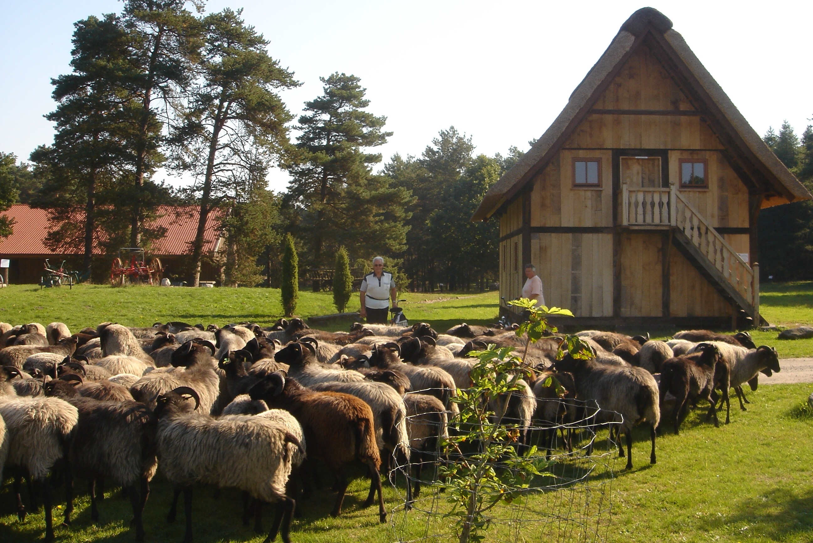 Schnucken am Speicher Schäferhof in Neuenkirchen