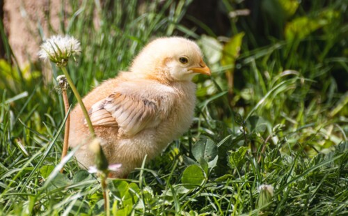 Ein Küken steht auf einer Wiese.