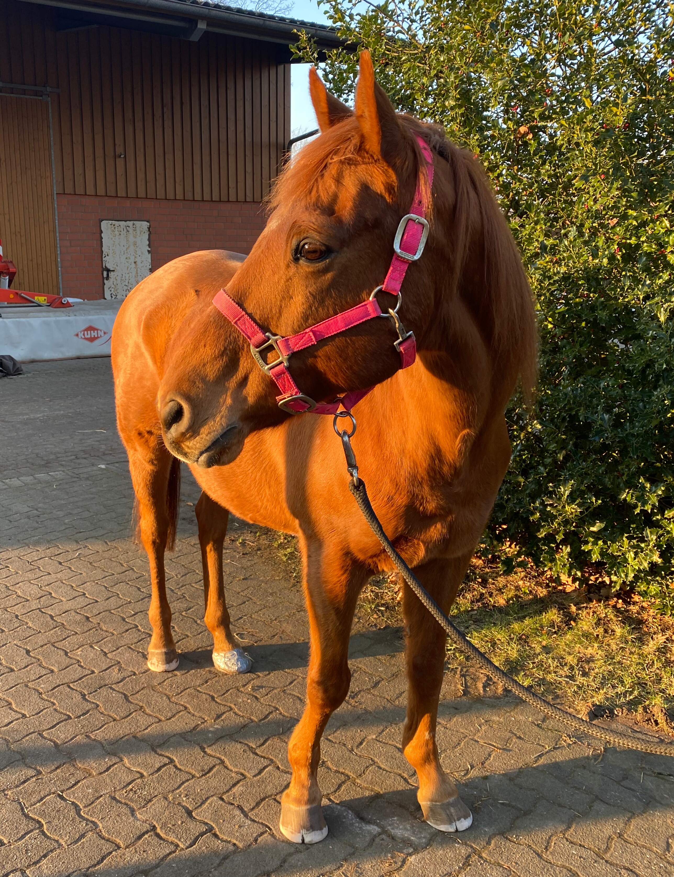 Ponteira (Name des Pferdes) steht nehmen einem Baum in der Sommer. Ponteira (Name des Pferdes) steht nehmen einem Baum in der Sommer.