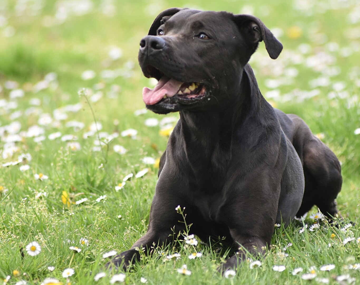 Amy (Name des Hund) sucht ein neues Zuhause. Amy (Name des Hund) sucht ein neues Zuhause.