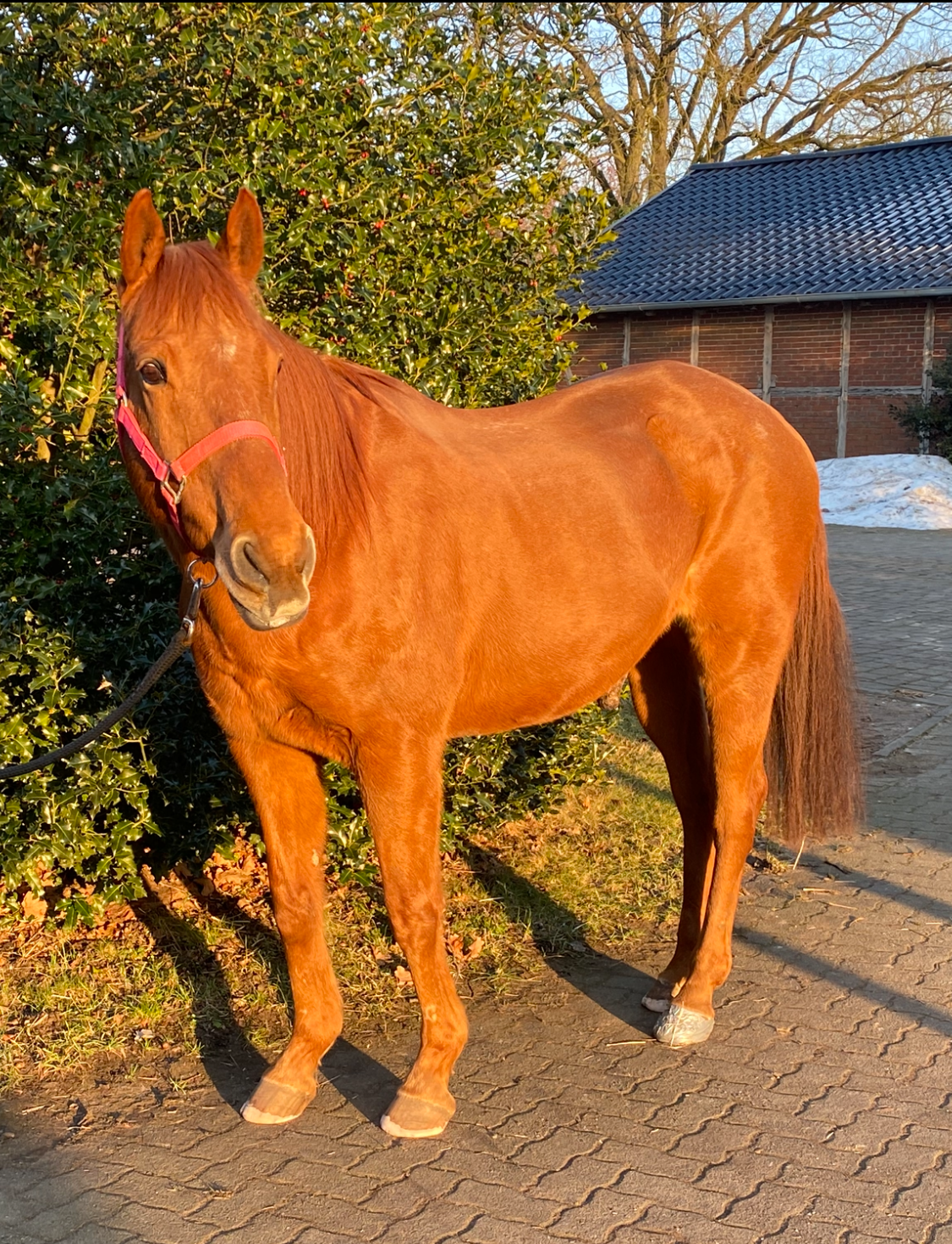 Ponteira ist ein Pferd und steht vor einem Busch. Ponteira ist ein Pferd und steht vor einem Busch.