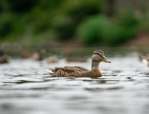 Weltvogelpark Walsrode kann am 14. März öffnen
