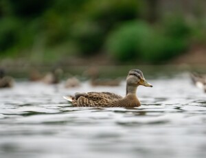 Update zum Ausbruch der Geflügelpest im Weltvogelpark