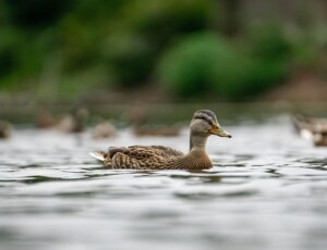 Kein weiterer Seuchenverdacht im Weltvogelpark